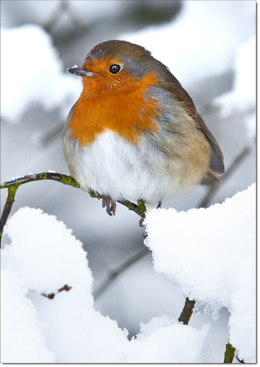 Pack of 10 Charity Christmas Cards Robin in the Snow – doodlecards