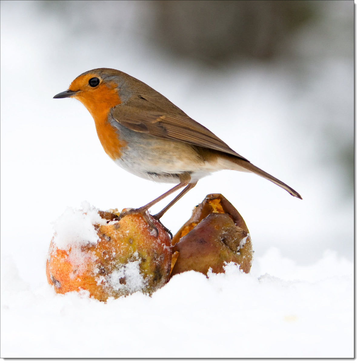 Pack of 10 Square Christmas Cards Robin in the Snow – doodlecards