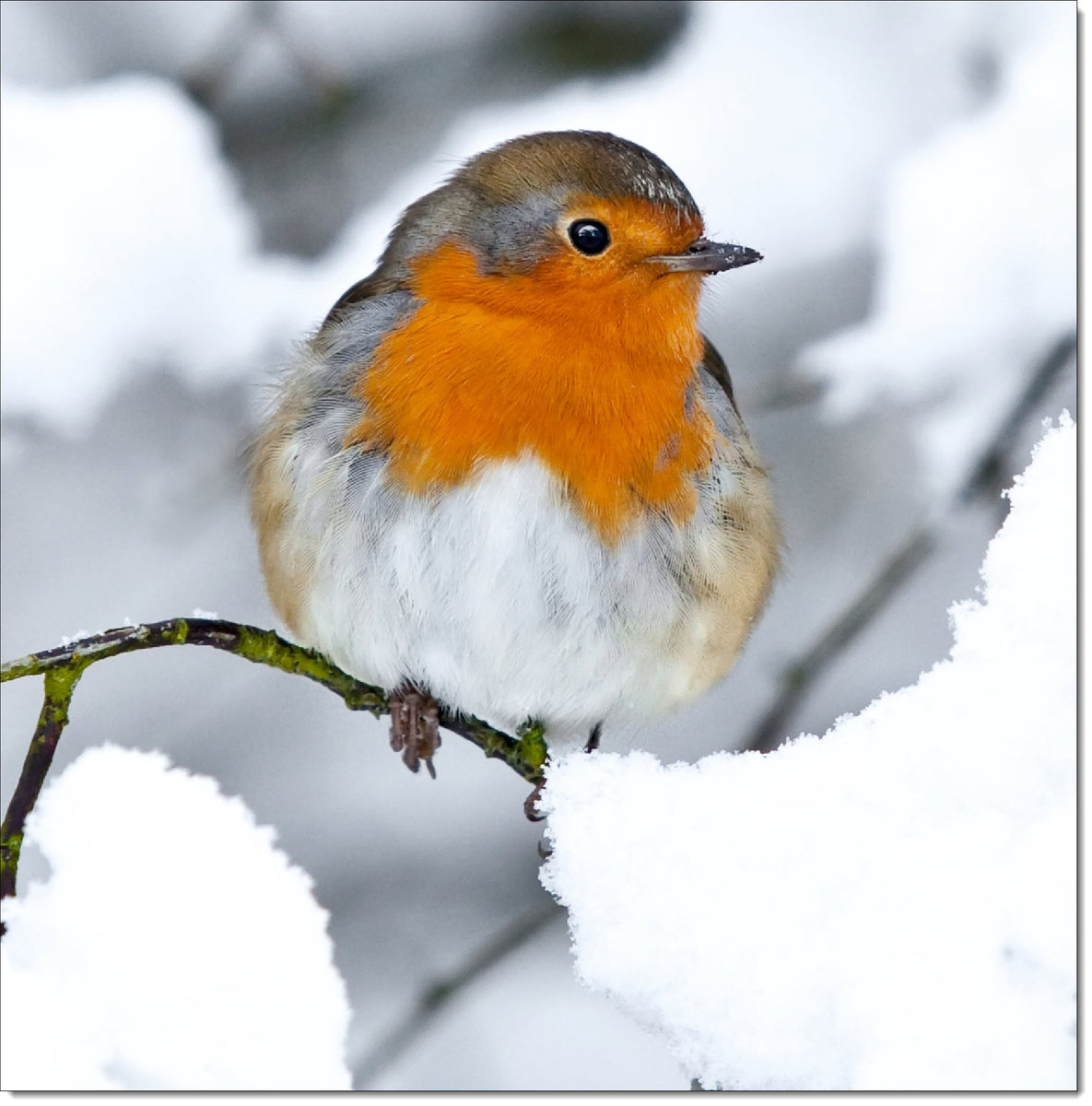 Pack of 10 Square Charity Christmas Cards Robin in the Snow – doodlecards