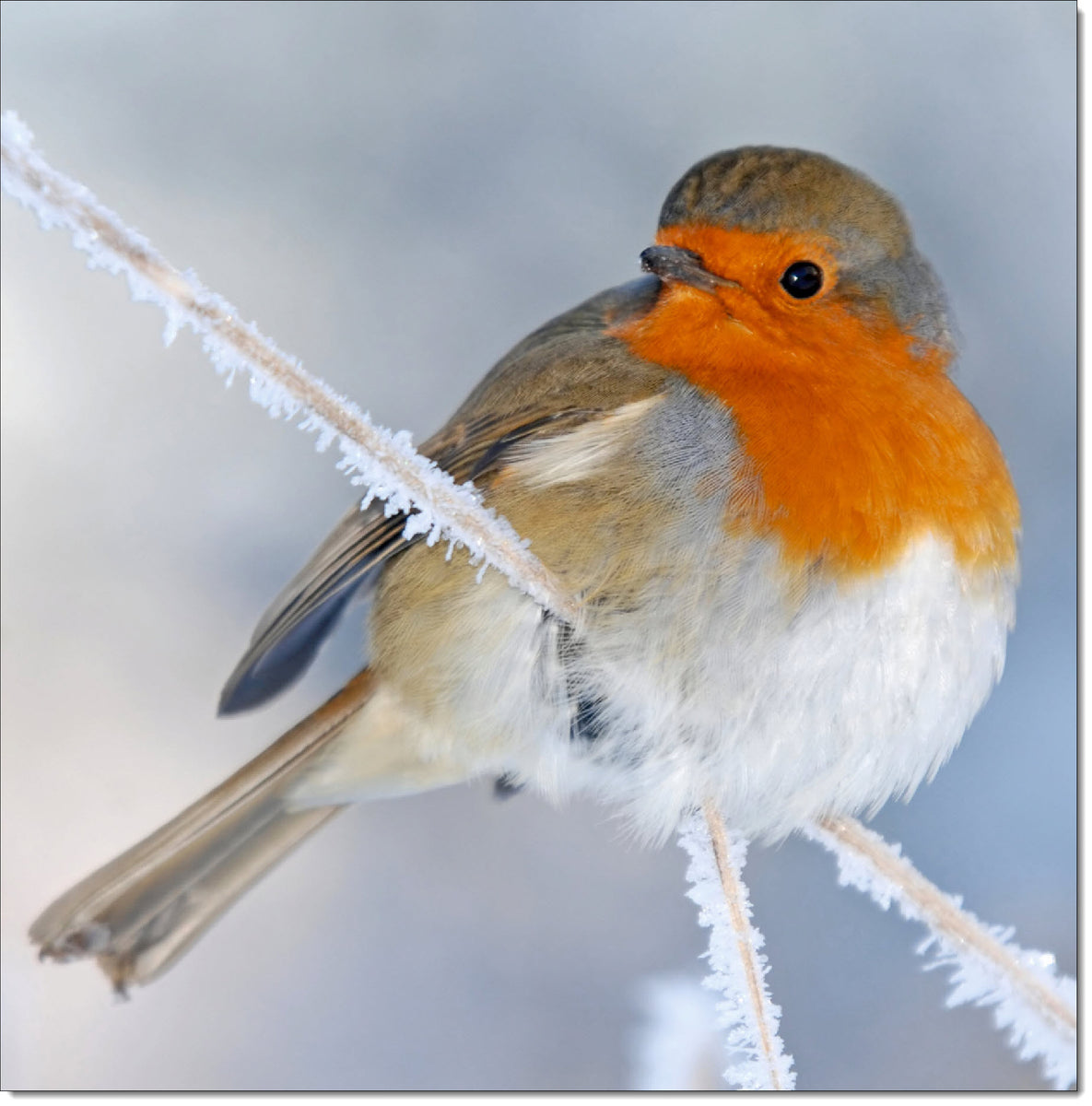 Pack of 10 Square Charity Christmas Cards Robin in the Snow – doodlecards