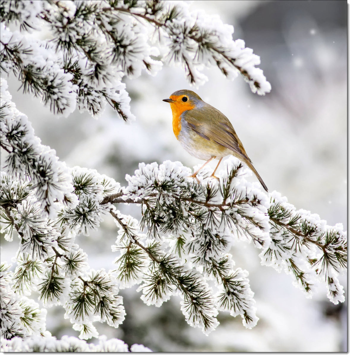 Pack of 10 Square Christmas Cards Robin in the Snow – doodlecards