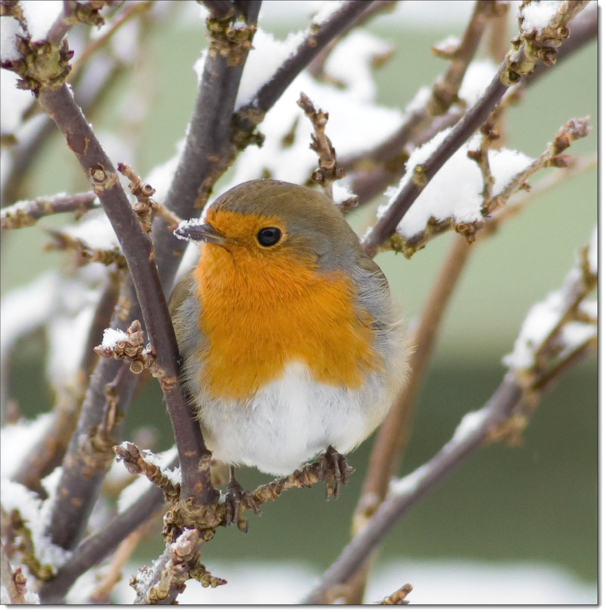 Pack of 10 Square Charity Christmas Cards Robin in the Snow – doodlecards