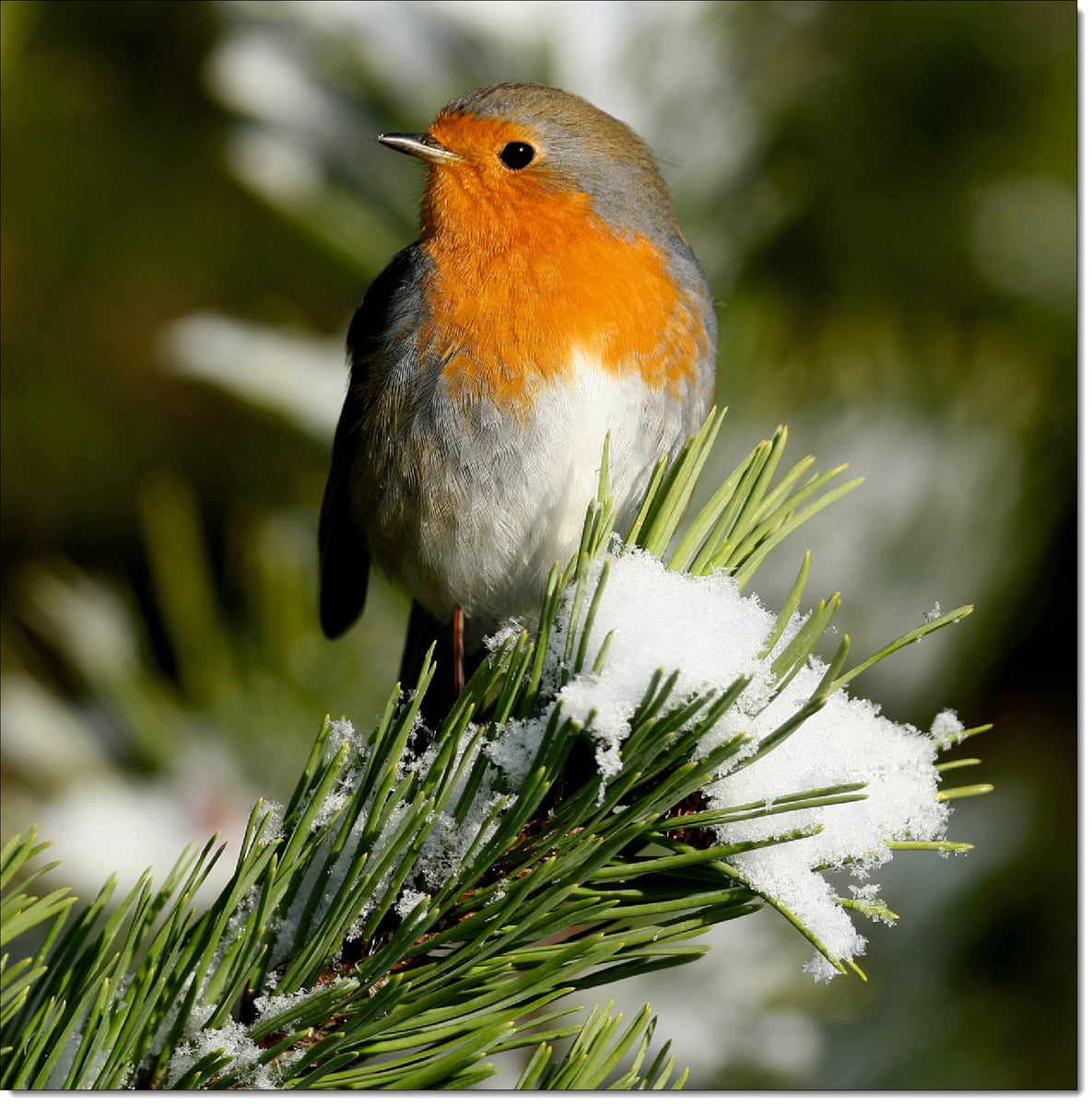 Pack of 10 Square Christmas Cards Robin in the Snow – doodlecards