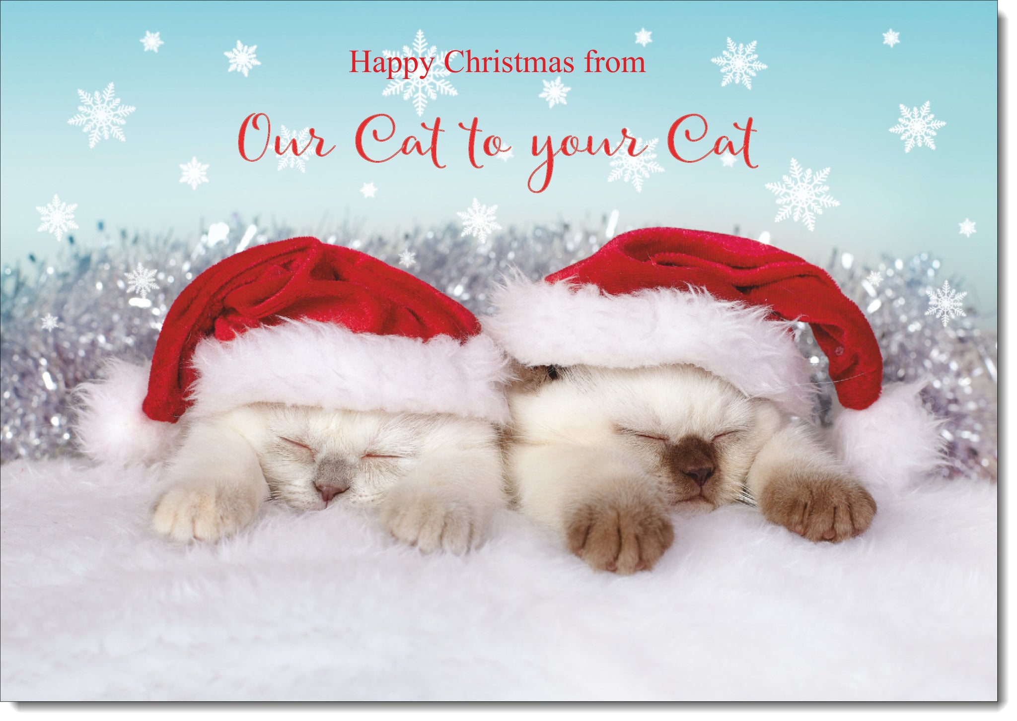 Our Cat To Your Cat Christmas Card Ragdoll Kittens in Santa Hats