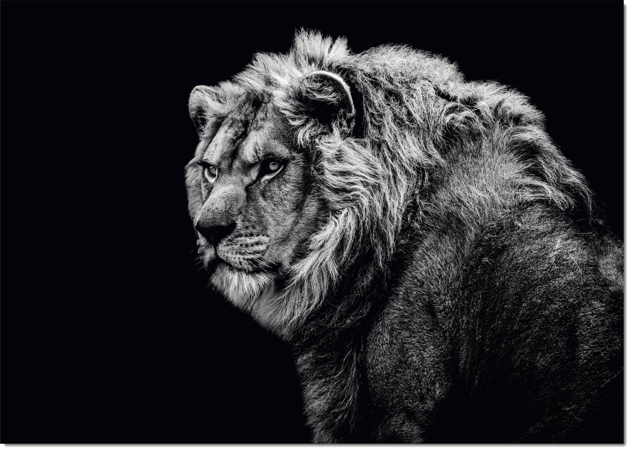 Gallery Arts Set of 3 Size Wildlife Black & White Safari Wild