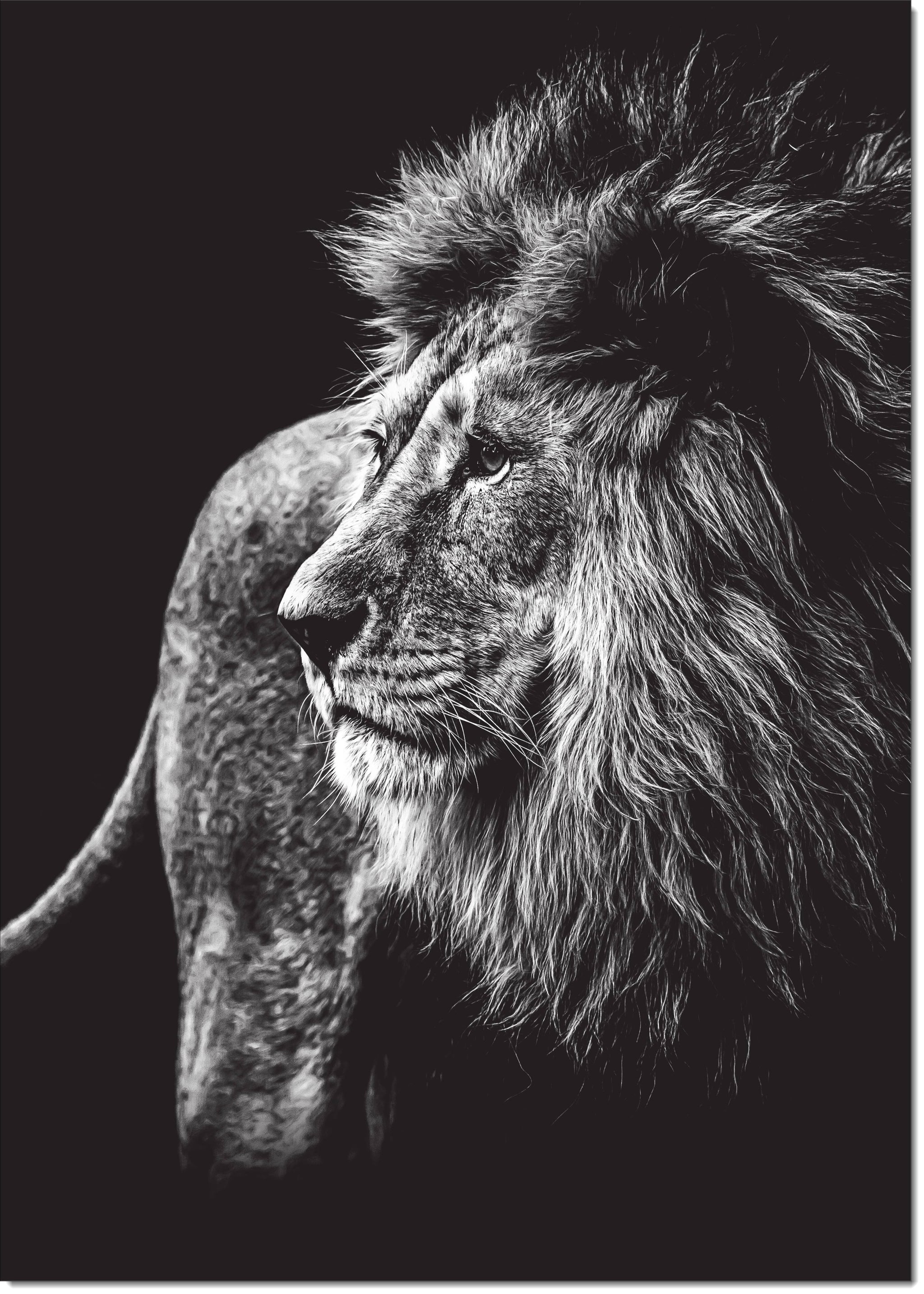 Gallery Arts Set of 3 Size Wildlife Black & White Safari Wild