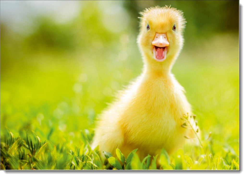 Blank Birthday Card No Words Cute Duckling – doodlecards