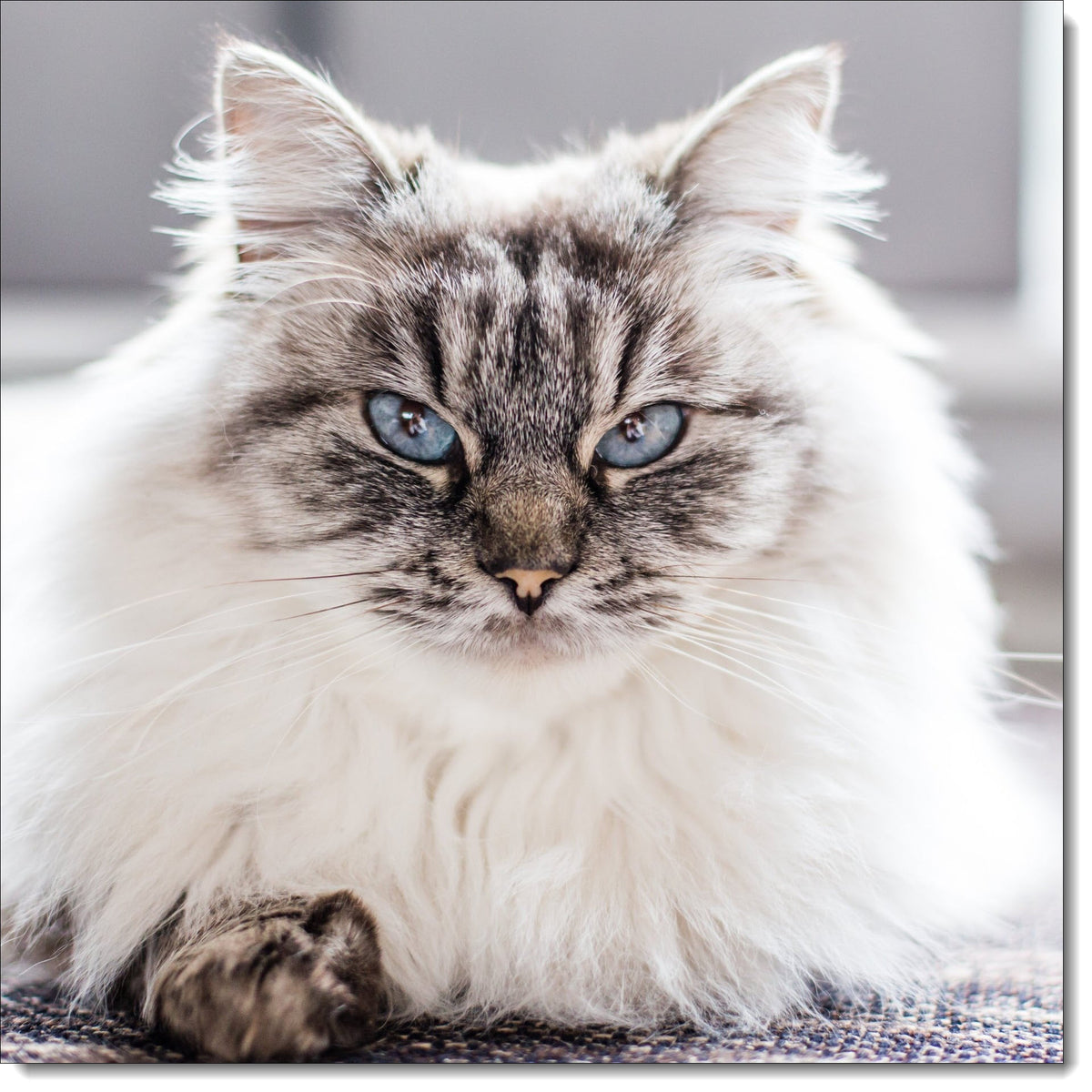 Happy Birthday Card Ragdoll Cat – doodlecards